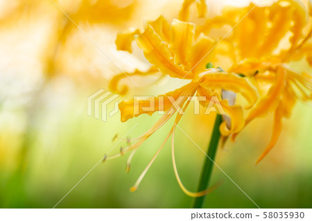 秋花,群集孤挺花(甘草) 秋花,群集孤挺花(甘草) 58035930