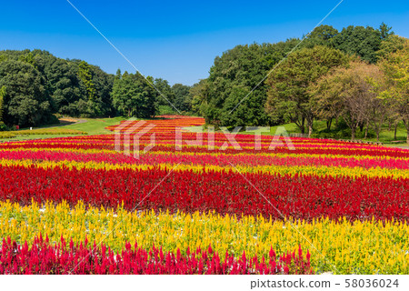 國立武藏山森林公園羽毛Keito 58036024