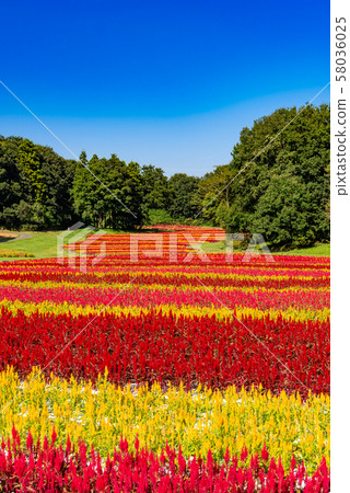 National Musashi Hills Forest Park Feather Keito National Musashi Hills Forest Park Feather Keito 58036025