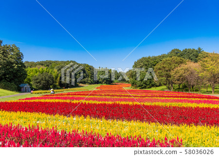 National Musashi Hills Forest Park Feather Keito 58036026