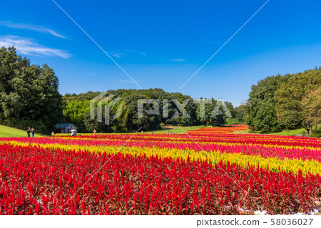 National Musashi Hills Forest Park Feather Keito National Musashi Hills Forest Park Feather Keito 58036027