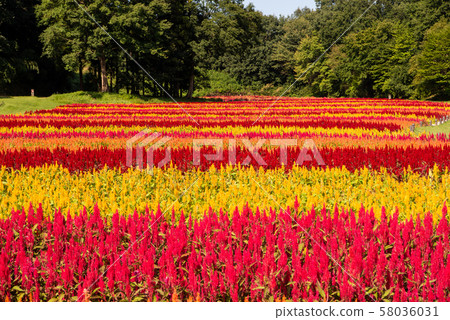 國立武藏山森林公園羽毛Keito 58036031