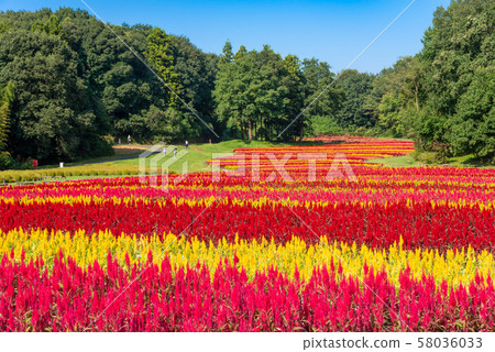 國立武藏山森林公園羽毛Keito 58036033