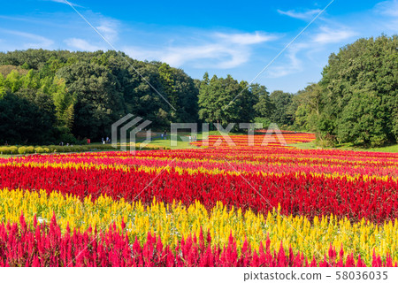 國立武藏山森林公園羽毛Keito 58036035