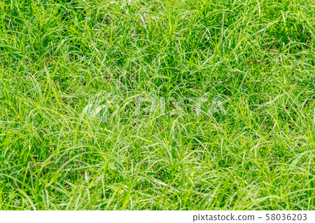 Grass field Grass field 58036203