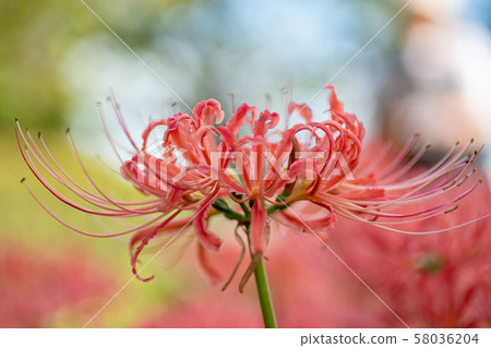 Cluster amaryllis autumn flowers licorice Cluster amaryllis autumn flowers licorice 58036204