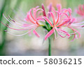Cluster amaryllis autumn flowers licorice 58036215