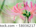 Cluster amaryllis autumn flowers licorice 58036217