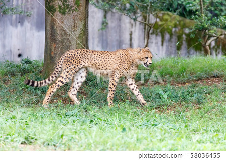 獵豹兒童,多摩動物園 獵豹兒童,多摩動物園 58036455