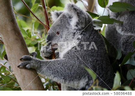 Sydney, Australia Sydney, Australia 58036488
