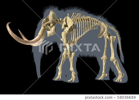 Woolly mammoth skeleton, realistic 3d Woolly mammoth skeleton, realistic 3d 58036689