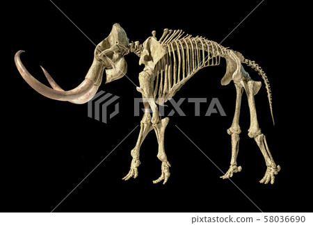 Woolly mammoth skeleton, realistic 3d 58036690