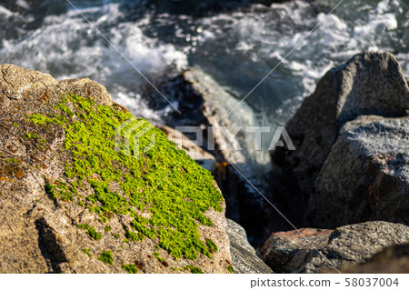 Stones and green moss by the sea. Stones and green moss by the sea. 58037004