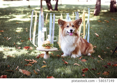 corgi fluffy portrait 58037149