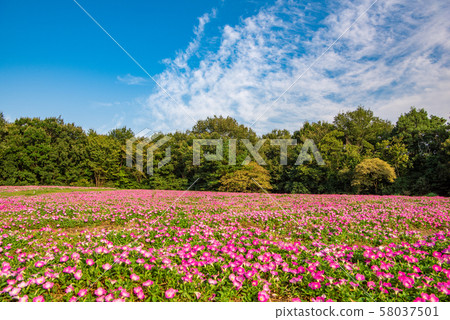 National Musashi Hills Forest Park Nishiguchi Plaza Petunia Flower Field 58037501