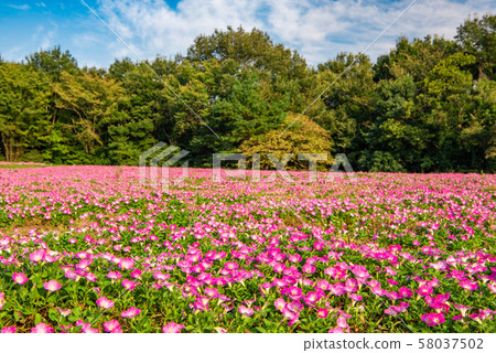 National Musashi Hills Forest Park Nishiguchi Plaza Petunia Flower Field 58037502