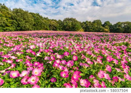 National Musashi Hills Forest Park Nishiguchi Plaza Petunia Flower Field 58037504
