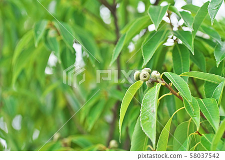 仍然很小的白色漿果 仍然很小的白色漿果 58037542