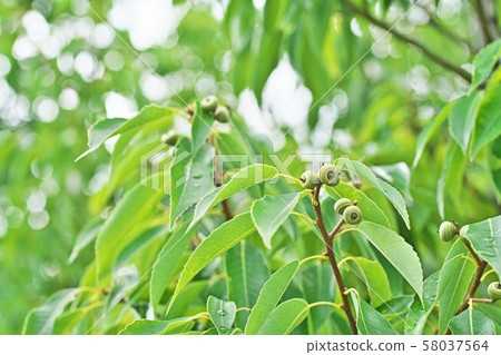 仍然很小的白色漿果 58037564