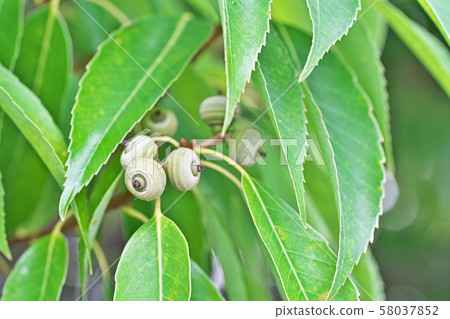 Still small white berries Still small white berries 58037852