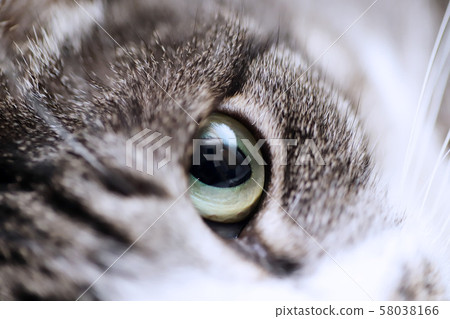 貓眼特寫照片 貓眼特寫照片 58038166