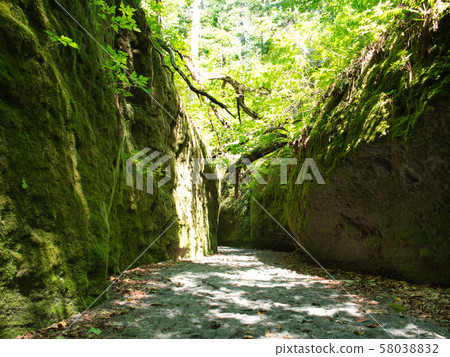苔蘚花園 苔蘚花園 58038832