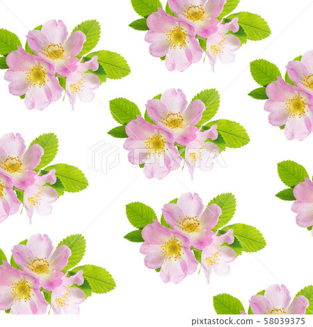 Three flowers of pink wild rose as a seamless 58039375