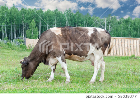 Cow in the meadow Cow in the meadow 58039377