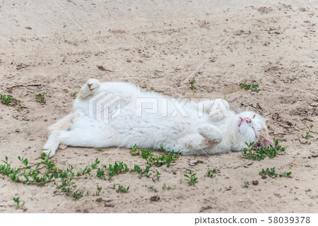 White cat depicts a dying victim 58039378