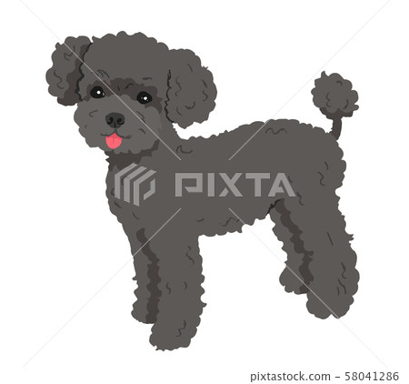 貴賓犬黑色 58041286