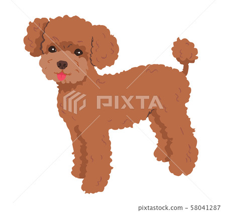 Poodle red 58041287