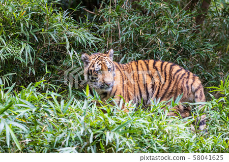 Tama Zoo Park Amur Tiger Children 58041625
