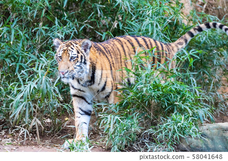 Tama Zoo Park Amur Tiger Children 58041648