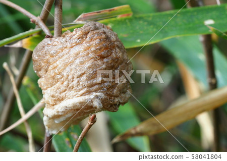 Ooka macaque eggs Ooka macaque eggs 58041804