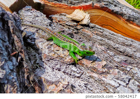 Sand lizard crawling over a wooden trun 58042417