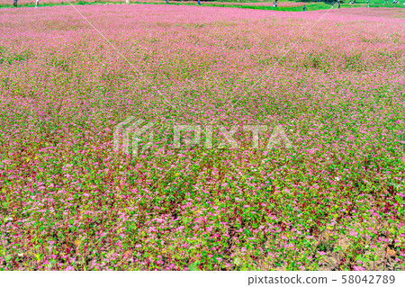 紅色蕎麥花[長野縣] 58042789