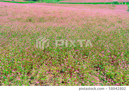 Red buckwheat flower [Nagano Prefecture] 58042802