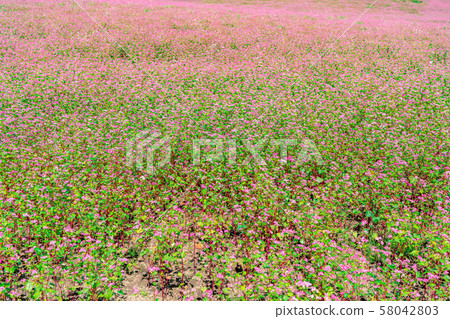 Red buckwheat flower [Nagano Prefecture] 58042803