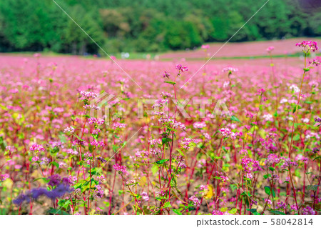Red buckwheat flower [Nagano Prefecture] 58042814