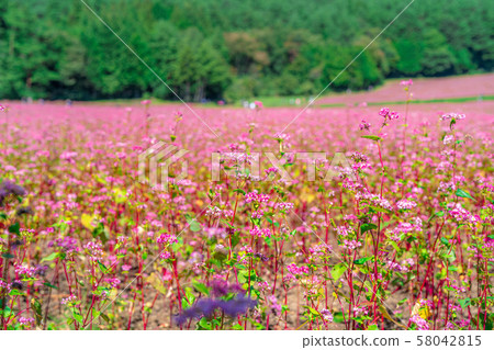 Red buckwheat flower [Nagano Prefecture] 58042815