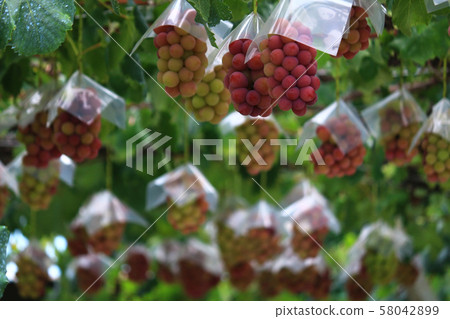 Yamanashi vineyard with ripe big red grapes 58042899