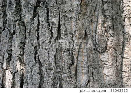 Tree trunk up photo 58043315