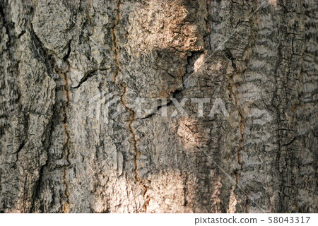 Close-up image of tree trunk 58043317