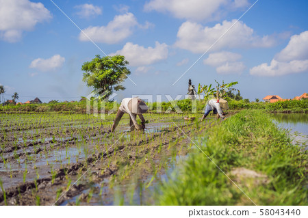 The Farmer planting on the organic paddy rice farmland The Farmer planting on the organic paddy rice farmland 58043440