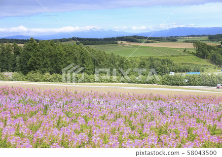 北海道美瑛景觀Shikisai no Oka 北海道美瑛景觀Shikisai no Oka 58043500