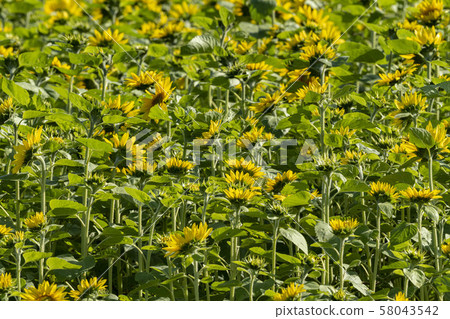 Sunflower field 58043542