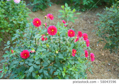 大麗花花 大麗花花 58043596