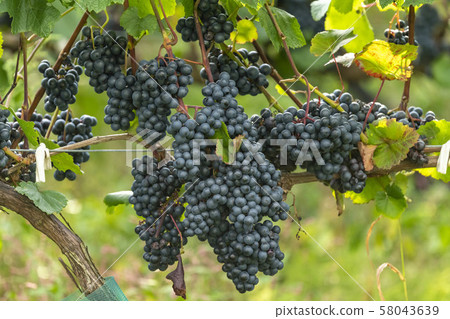Beautiful vineyards in Hokkaido Beautiful vineyards in Hokkaido 58043639