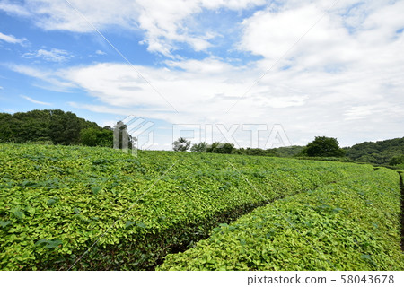 Hira Hill and Tea Plantation 58043678
