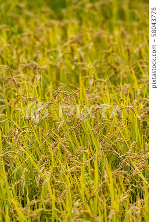 Rich rice cultivation 58043778